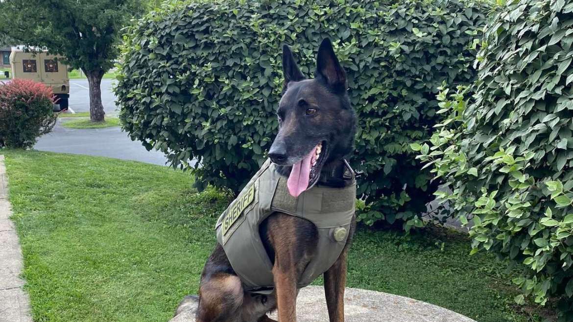 K9 gets a vest